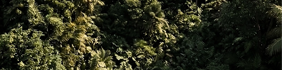 Selva que rodea LOL-HA